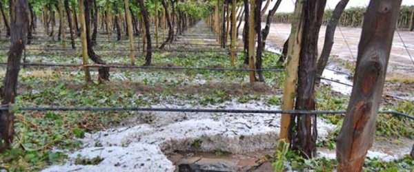 El gobierno de Salta evalúa los daños producidos por el granizo en Cafayate