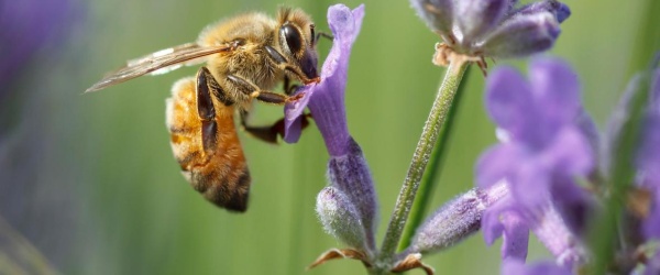 Dependemos de la supervivencia de las abejas