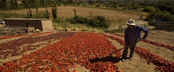 Comienza hoy en Payogasta la Fiesta Provincial del Pimiento