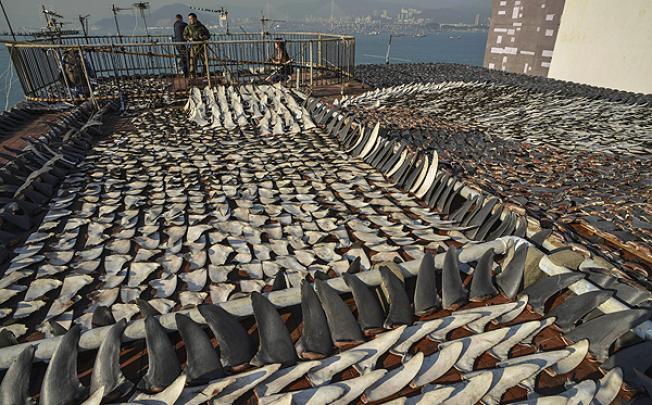 Secado de aletas de tiburón - Crédito foto: AFP