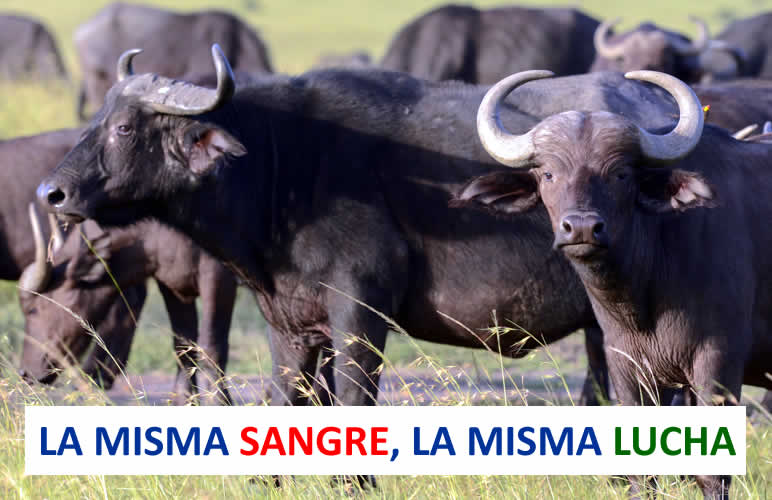 Búfalos macho